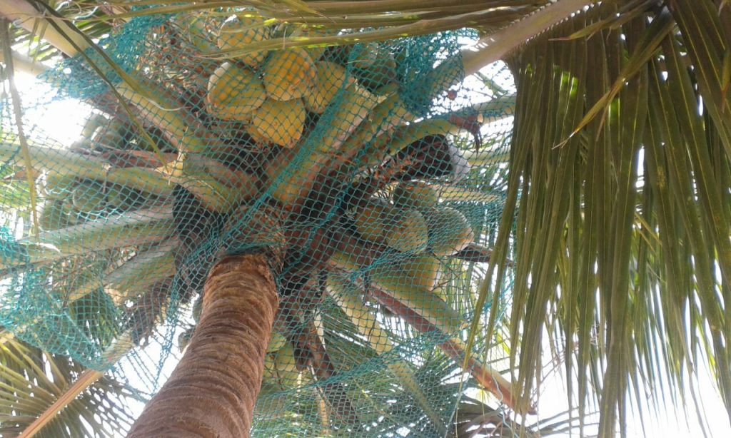 Coconut Nets in Hyderabad