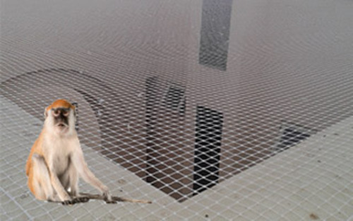 Monkeys Nets in Hyderabad